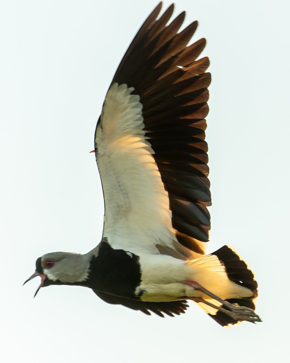 Southern Lapwing - ML643797705