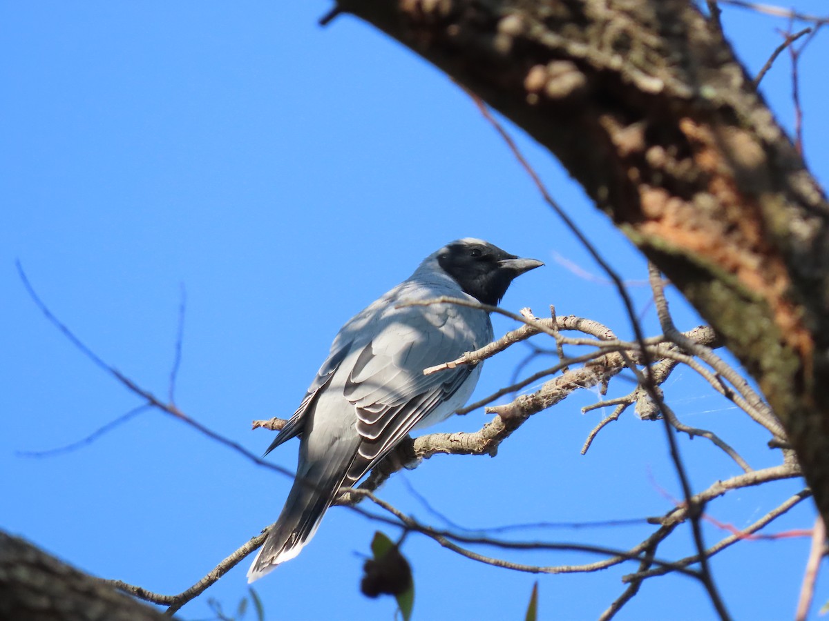 Black-faced Cuckooshrike - ML643797708