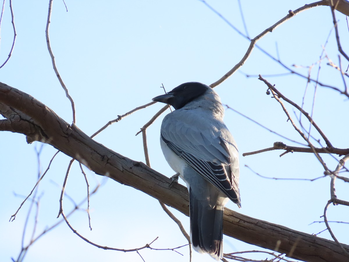 Black-faced Cuckooshrike - ML643797709