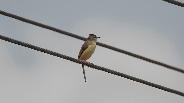 orientprinia - ML643797725