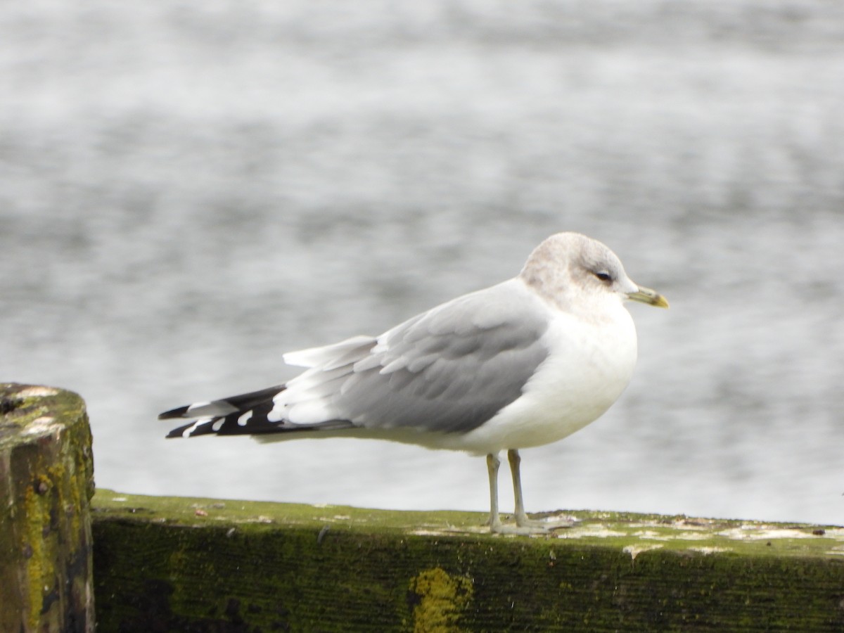 kortnebbmåke - ML643797781
