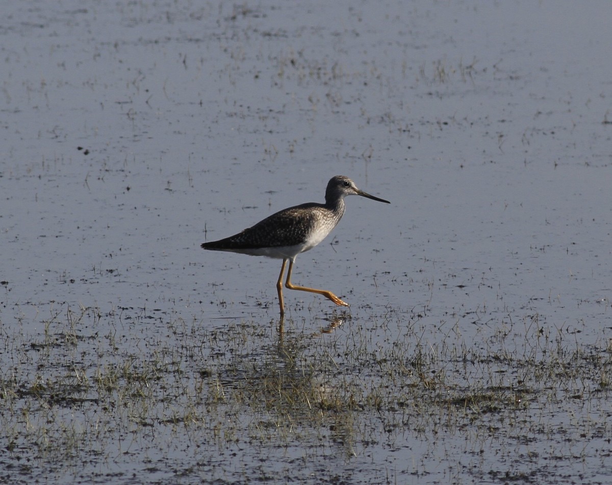 plystresnipe - ML643797787
