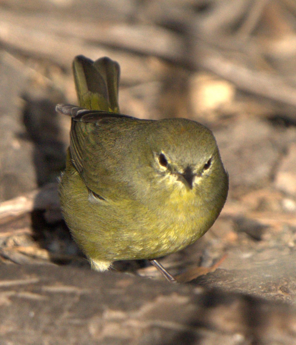 oransjekroneparula - ML643797788