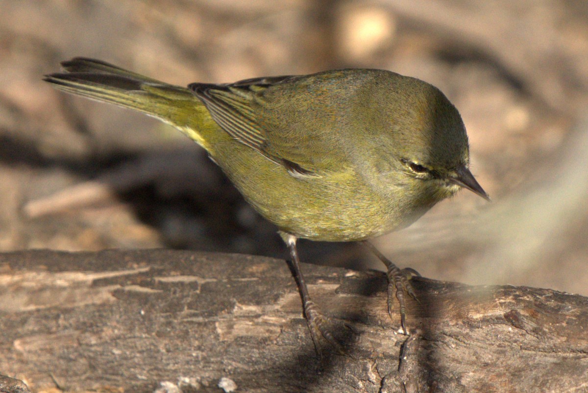 oransjekroneparula - ML643797790