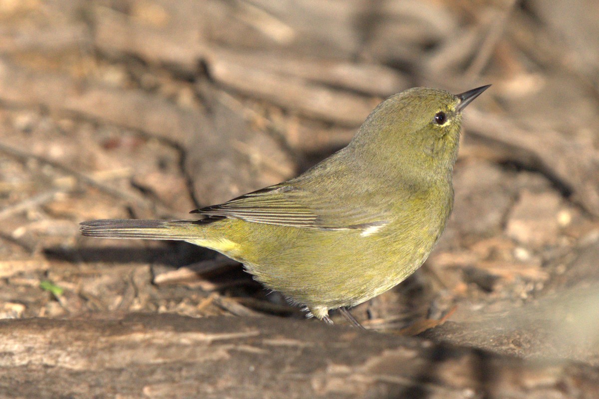 oransjekroneparula - ML643797791