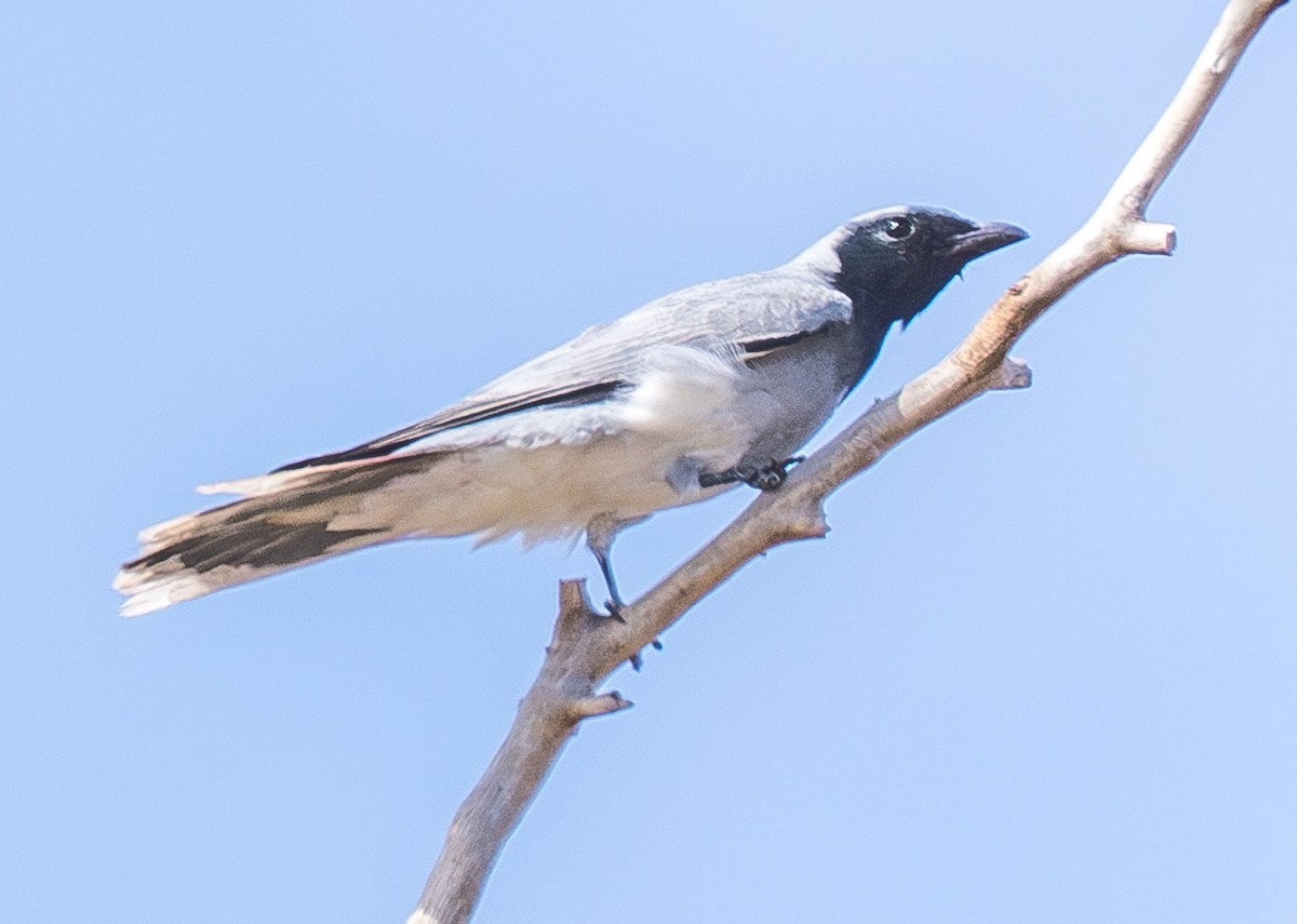 Black-faced Cuckooshrike - ML643797792