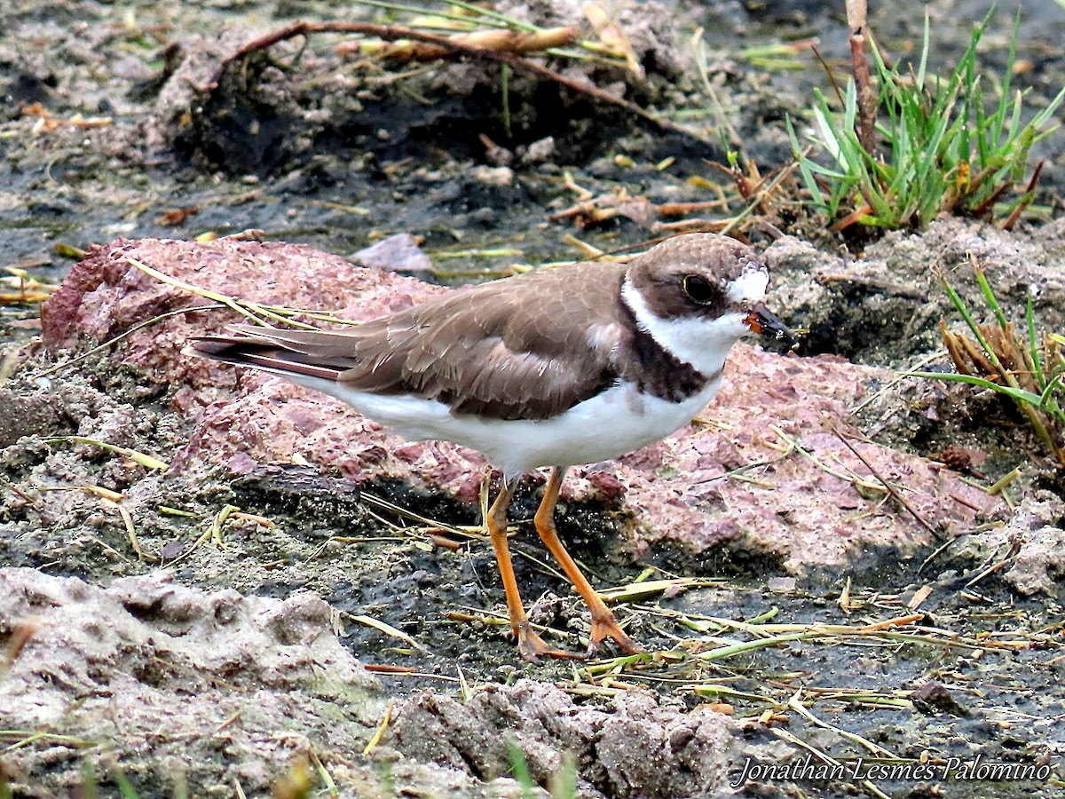 Semipalmated Plover - ML643797795