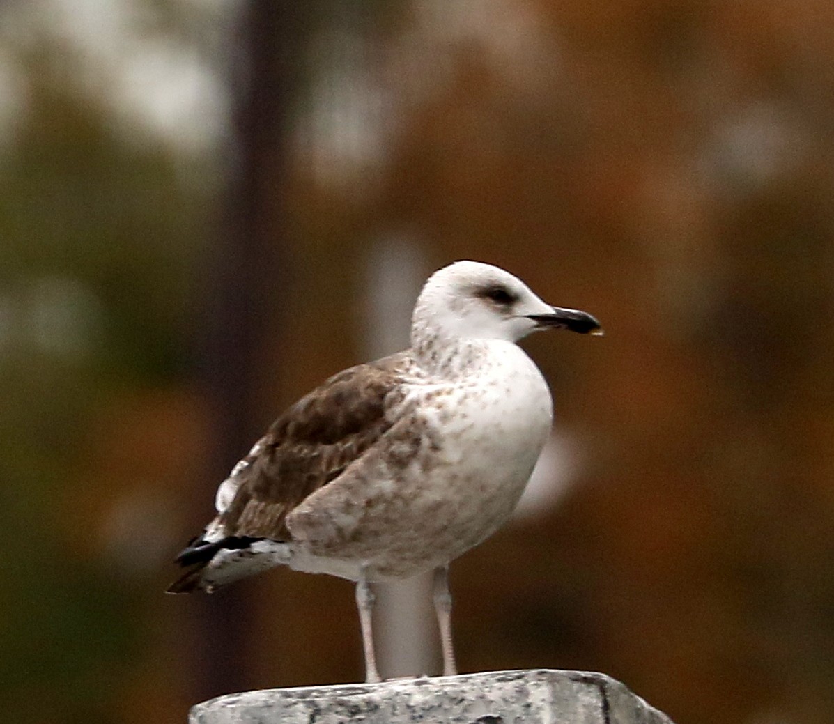 Gaviota Reidora - ML643797801