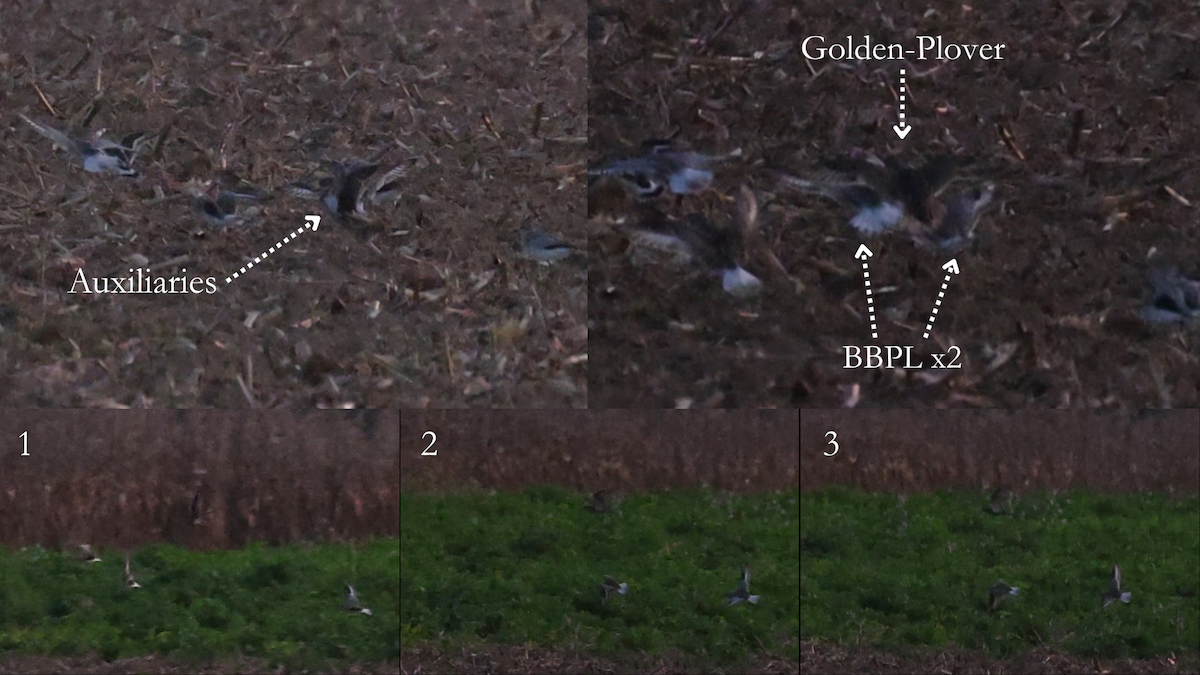 European Golden-Plover - ML643797808