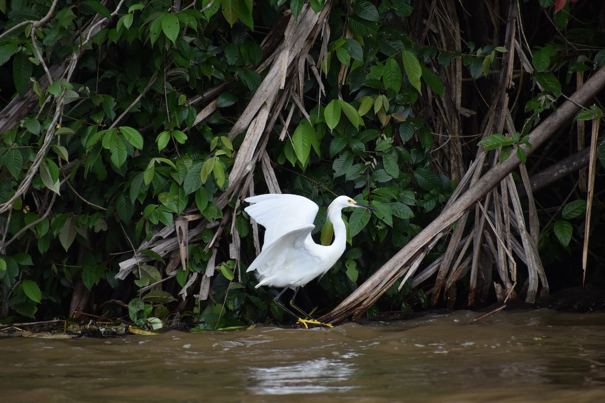 Snowy Egret - ML643797810