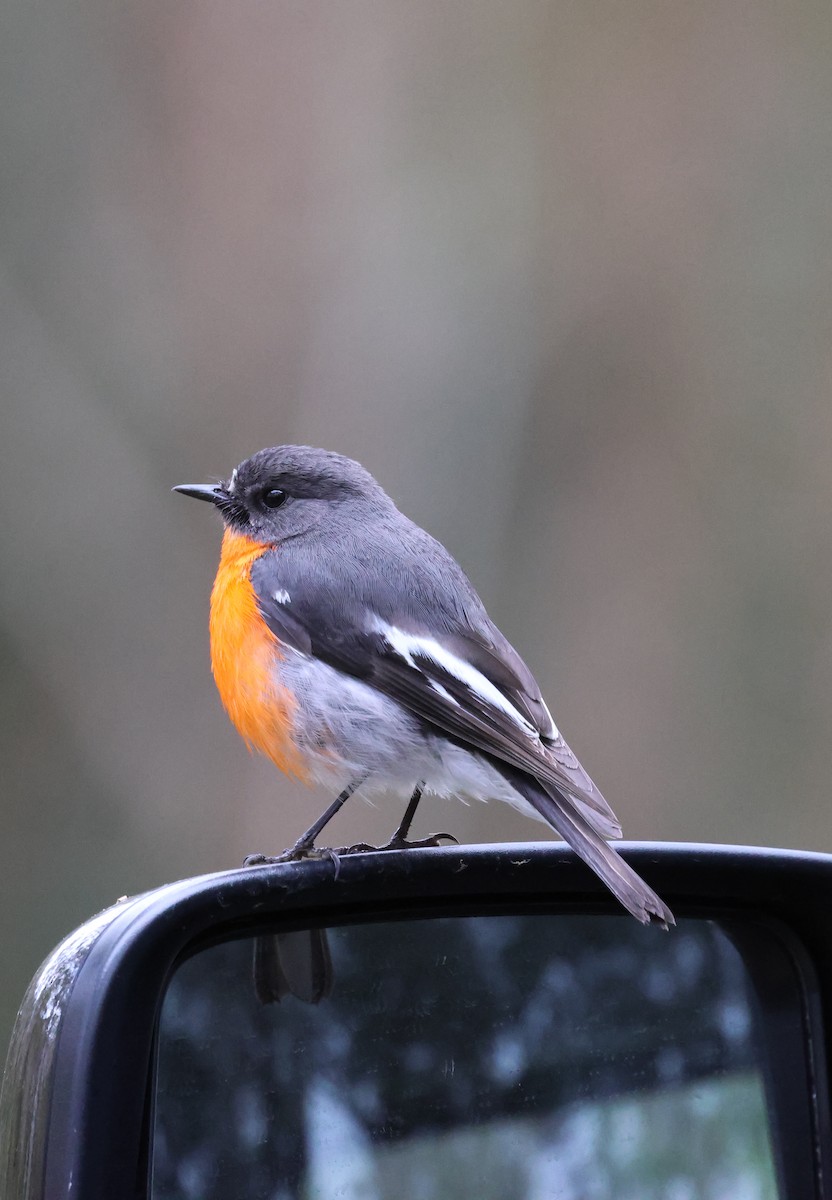 Flame Robin - ML643797814