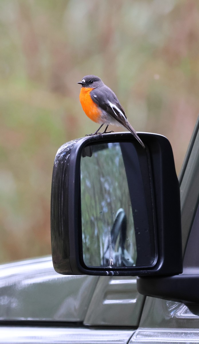 Flame Robin - ML643797821