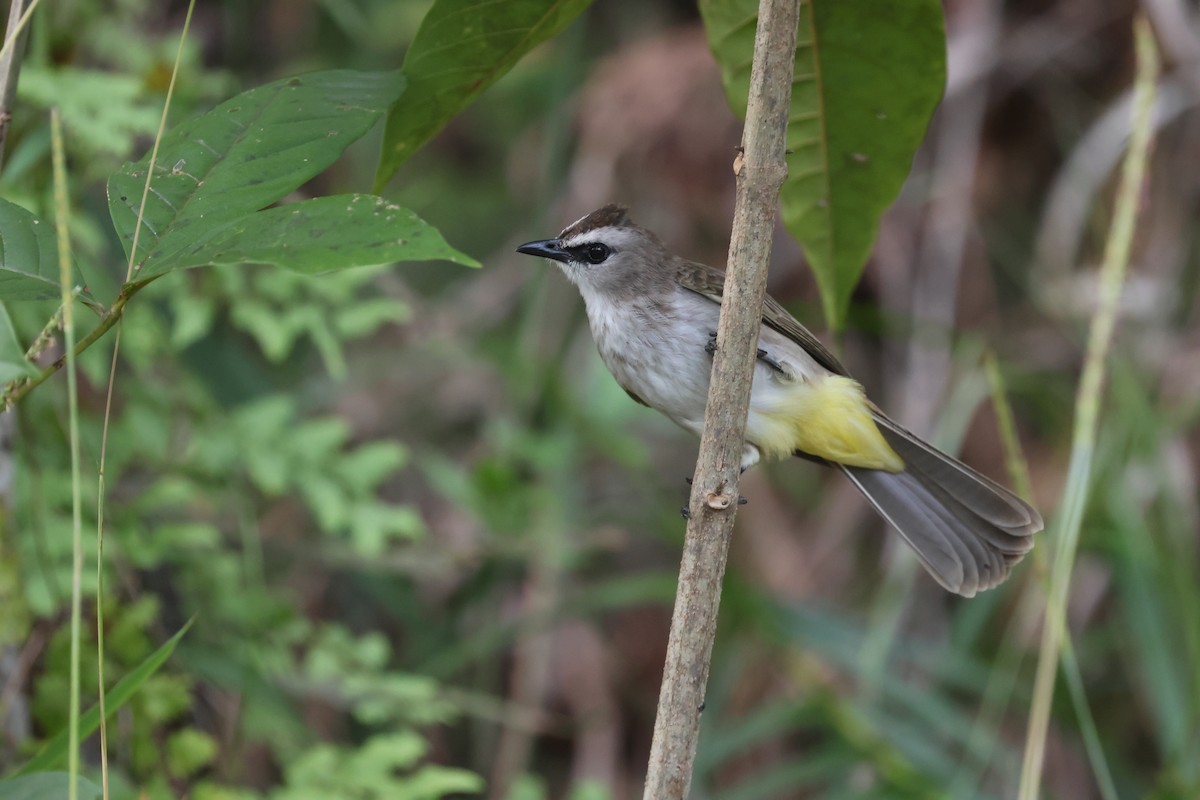 Yellow-vented Bulbul (Sunda) - ML643797837