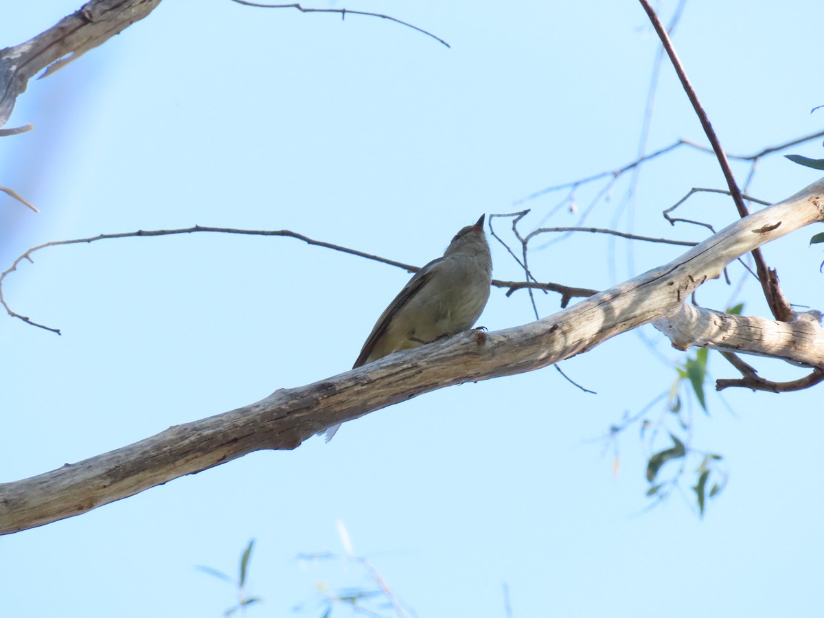 Rufous Whistler - ML643797839