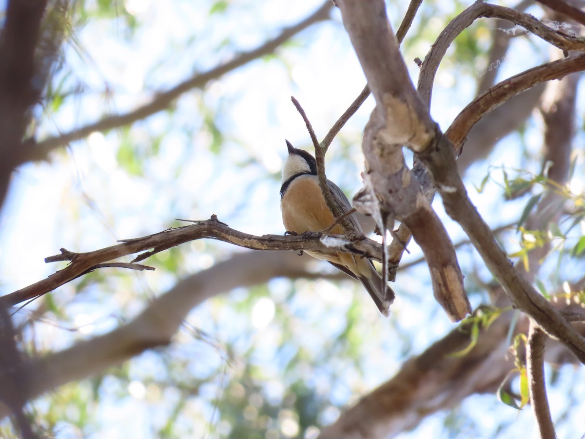 Rufous Whistler - ML643797840