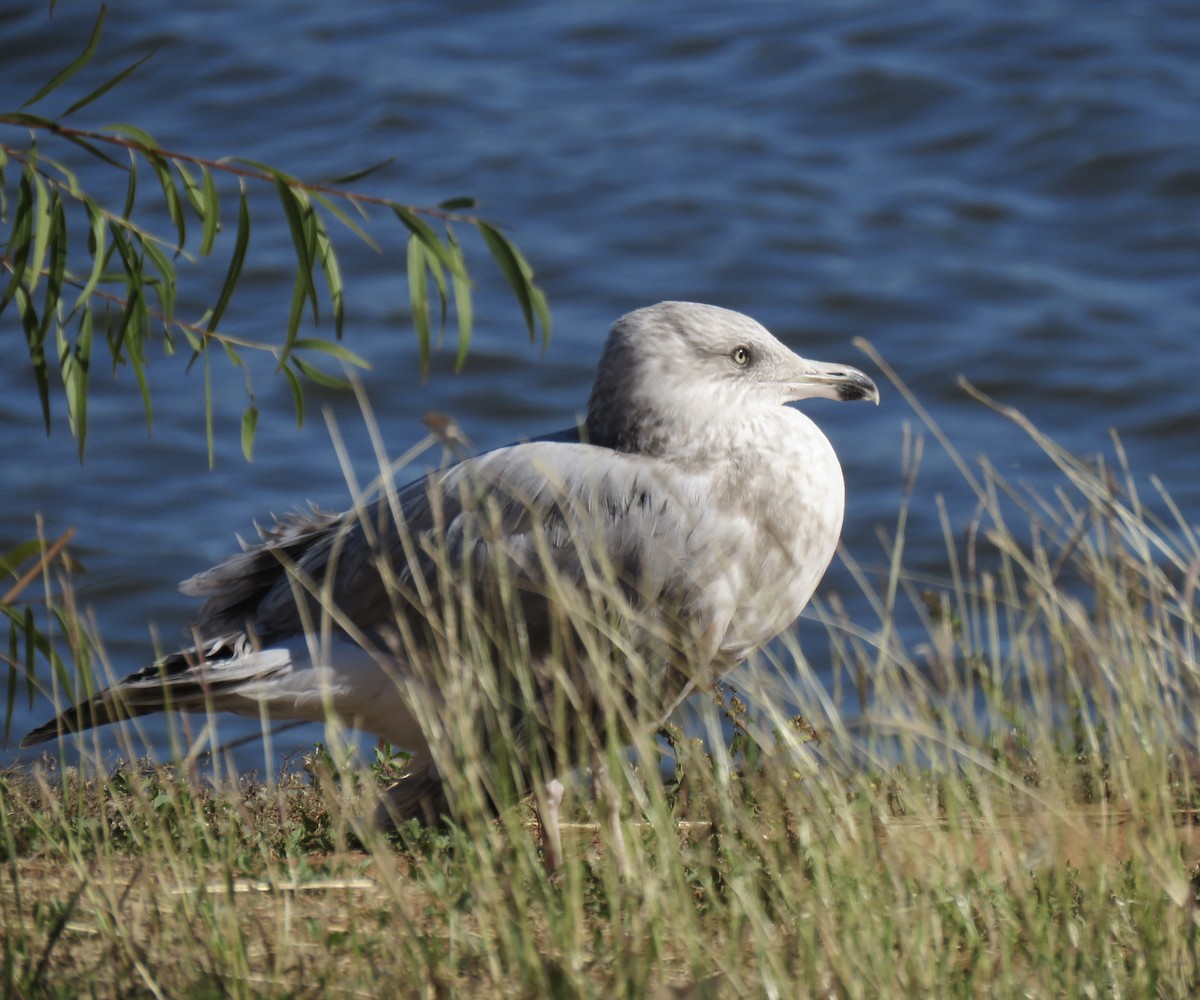 American Herring Gull - ML643797842
