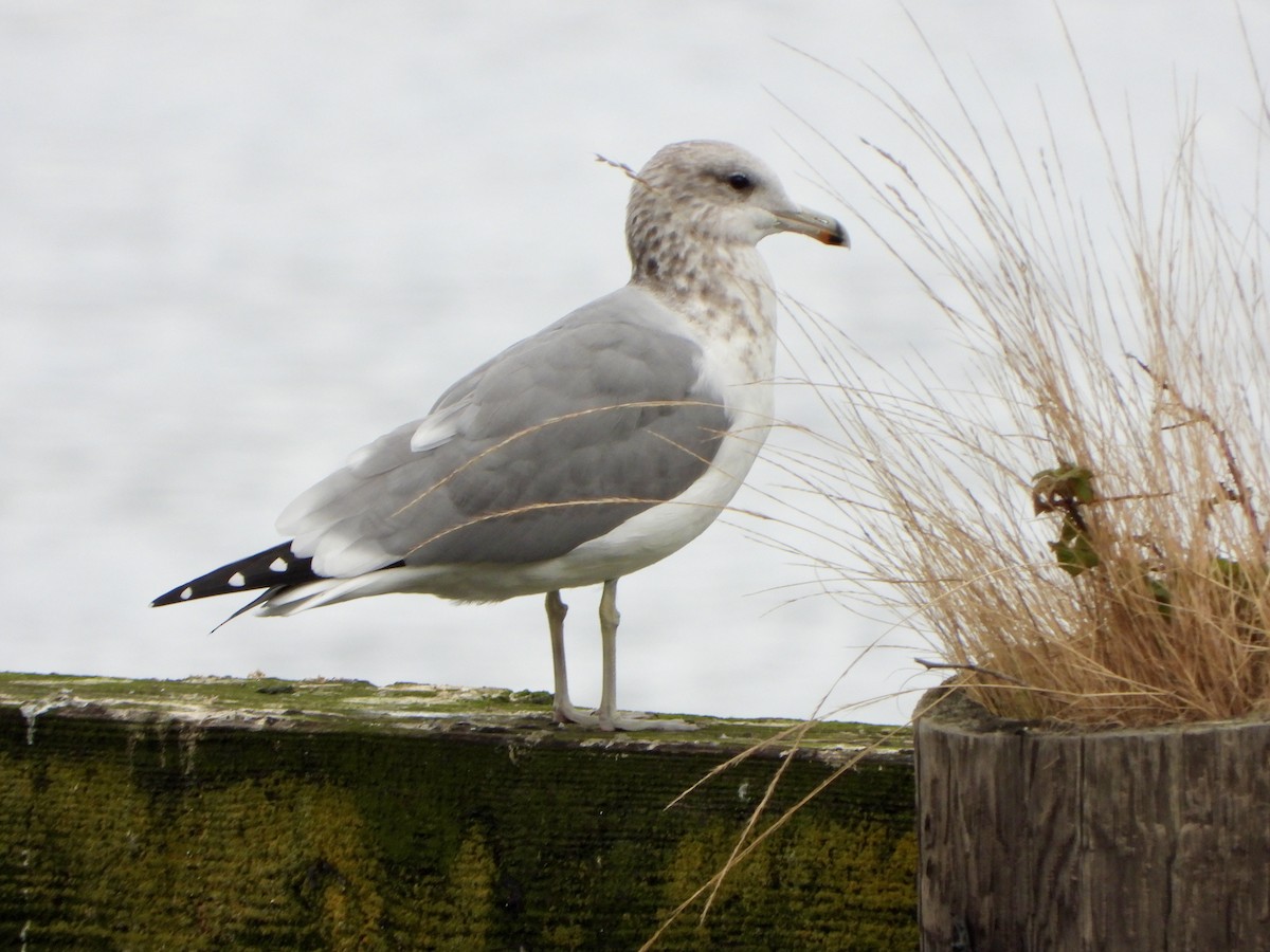 California Gull - ML643797843
