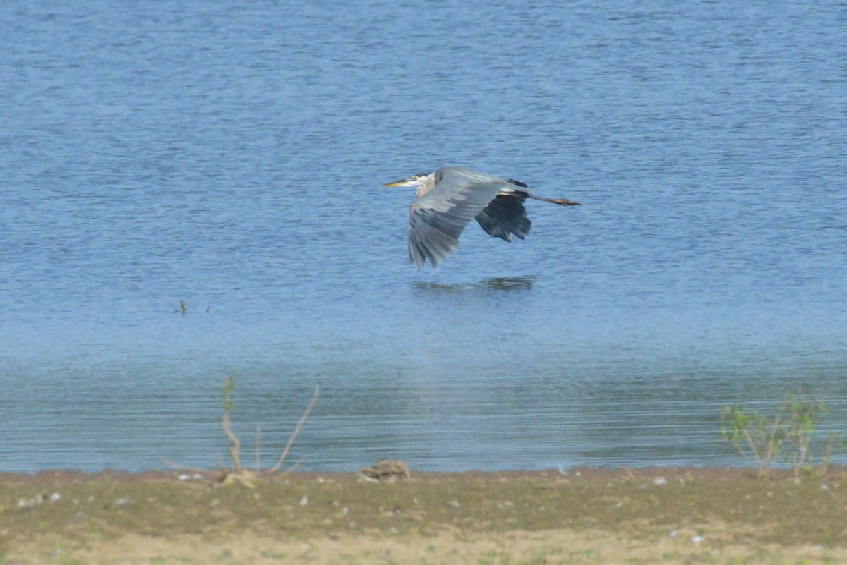 Great Blue Heron (Great Blue) - ML643797844