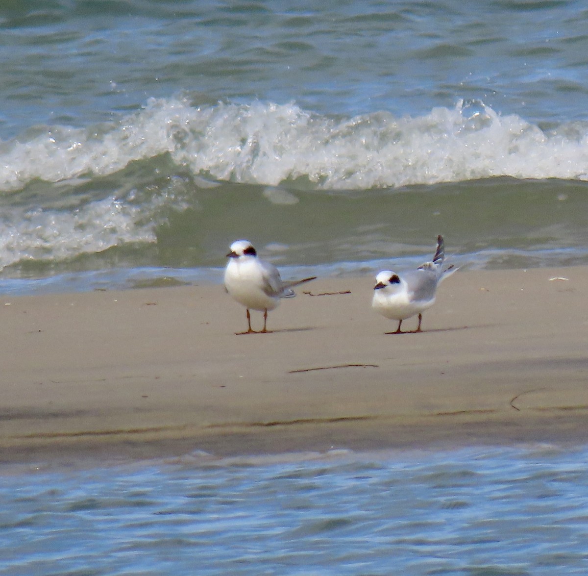 Forster's Tern - ML643797845