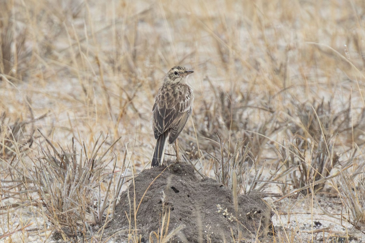 African Pipit - ML643797846