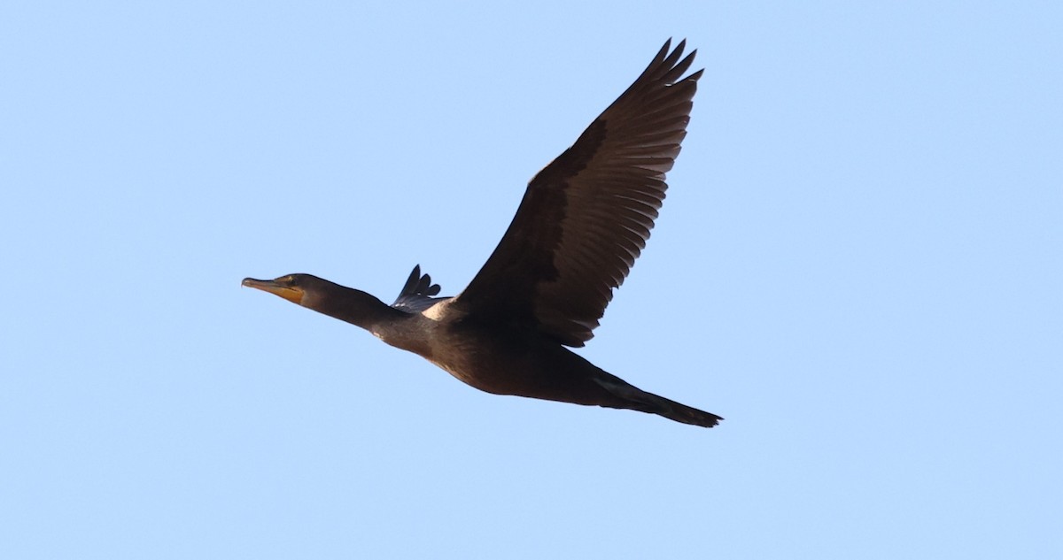 Double-crested Cormorant - ML643797854