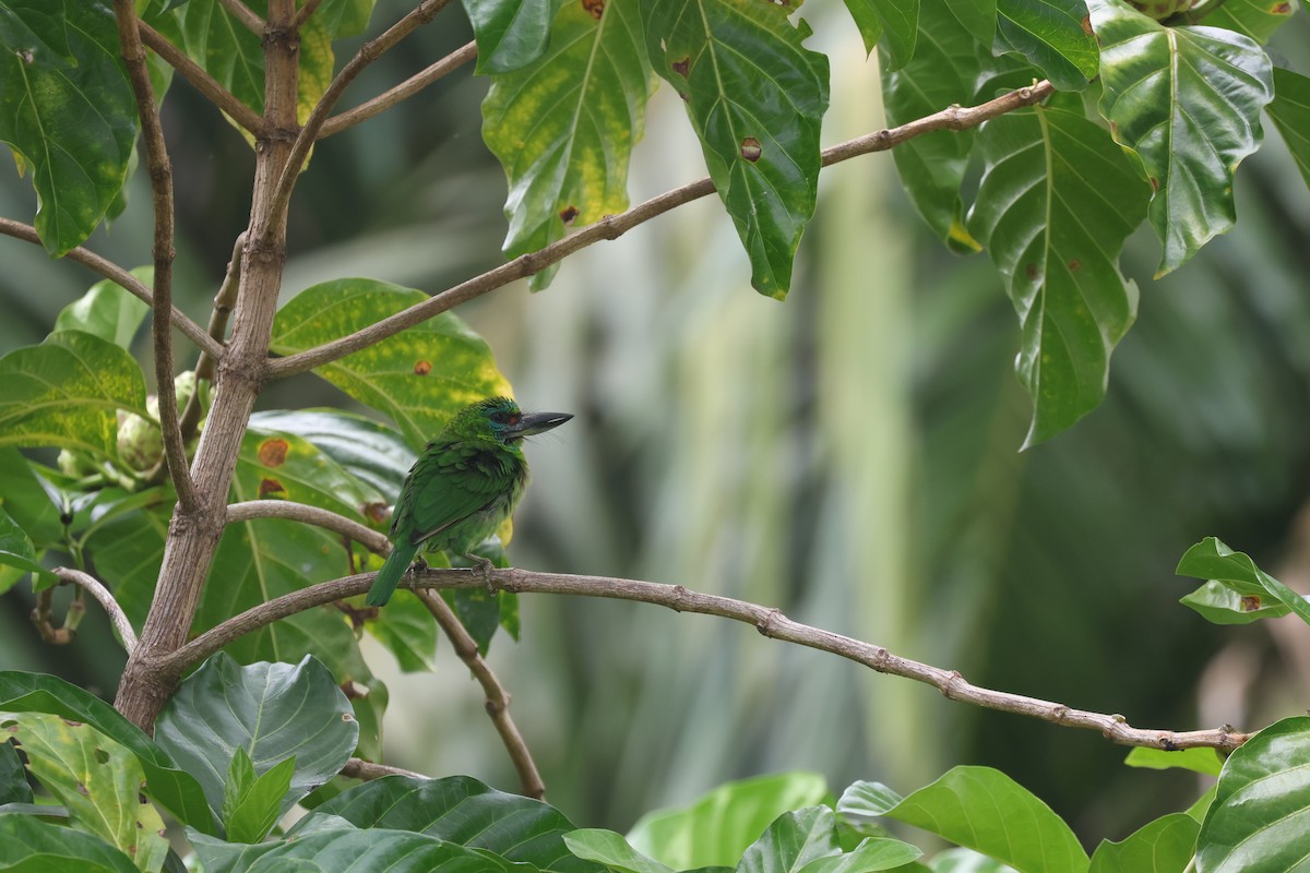 Mountain Barbet - ML643797856