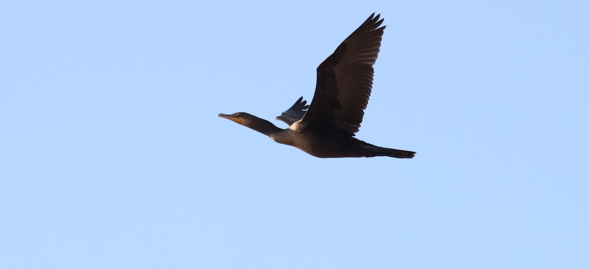Double-crested Cormorant - ML643797858