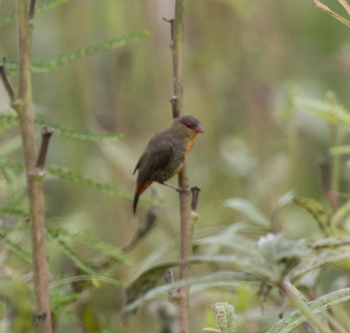 Zebra Waxbill - ML643797859
