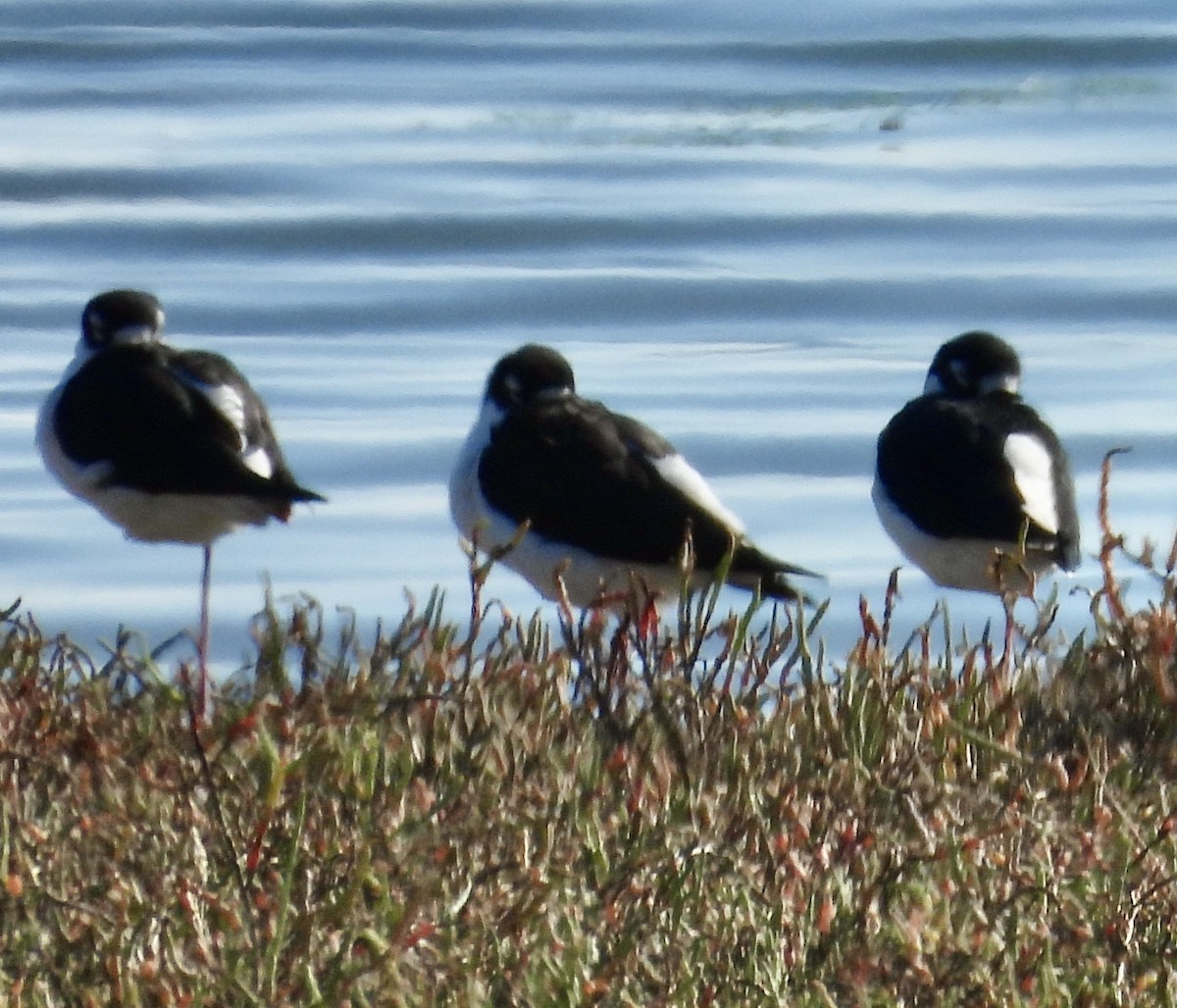 Black-necked Stilt - ML643797860