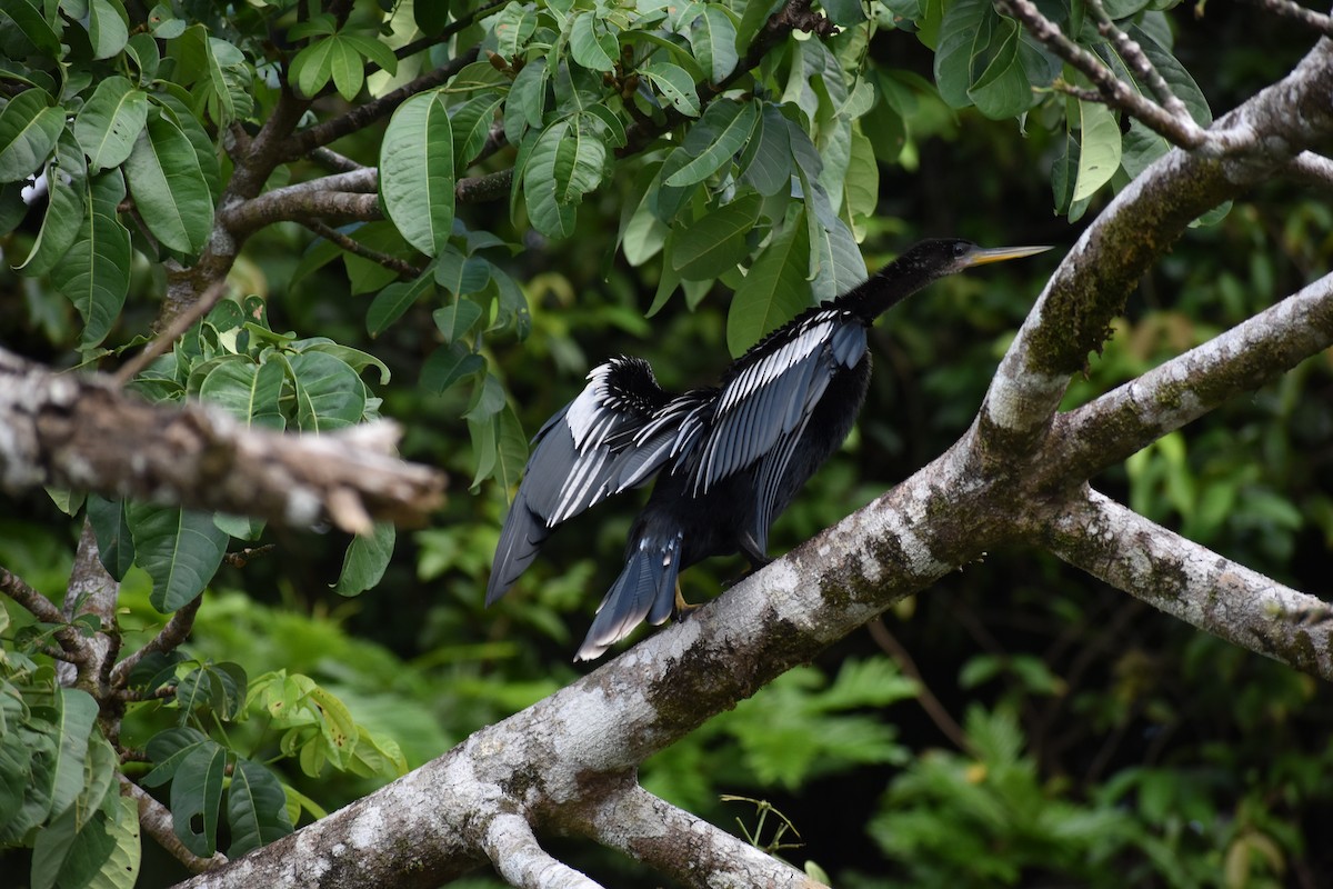 Anhinga - ML643797861