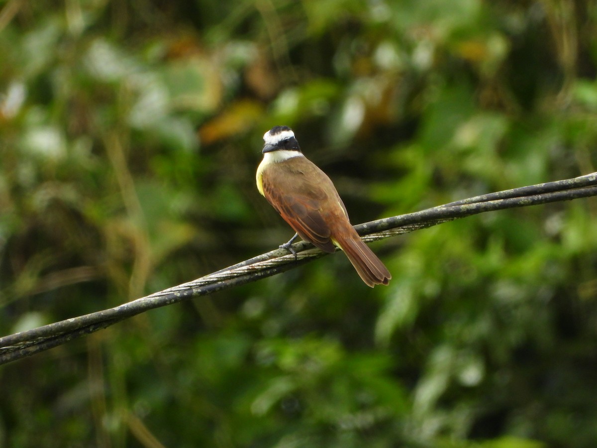 Great Kiskadee - ML643797862