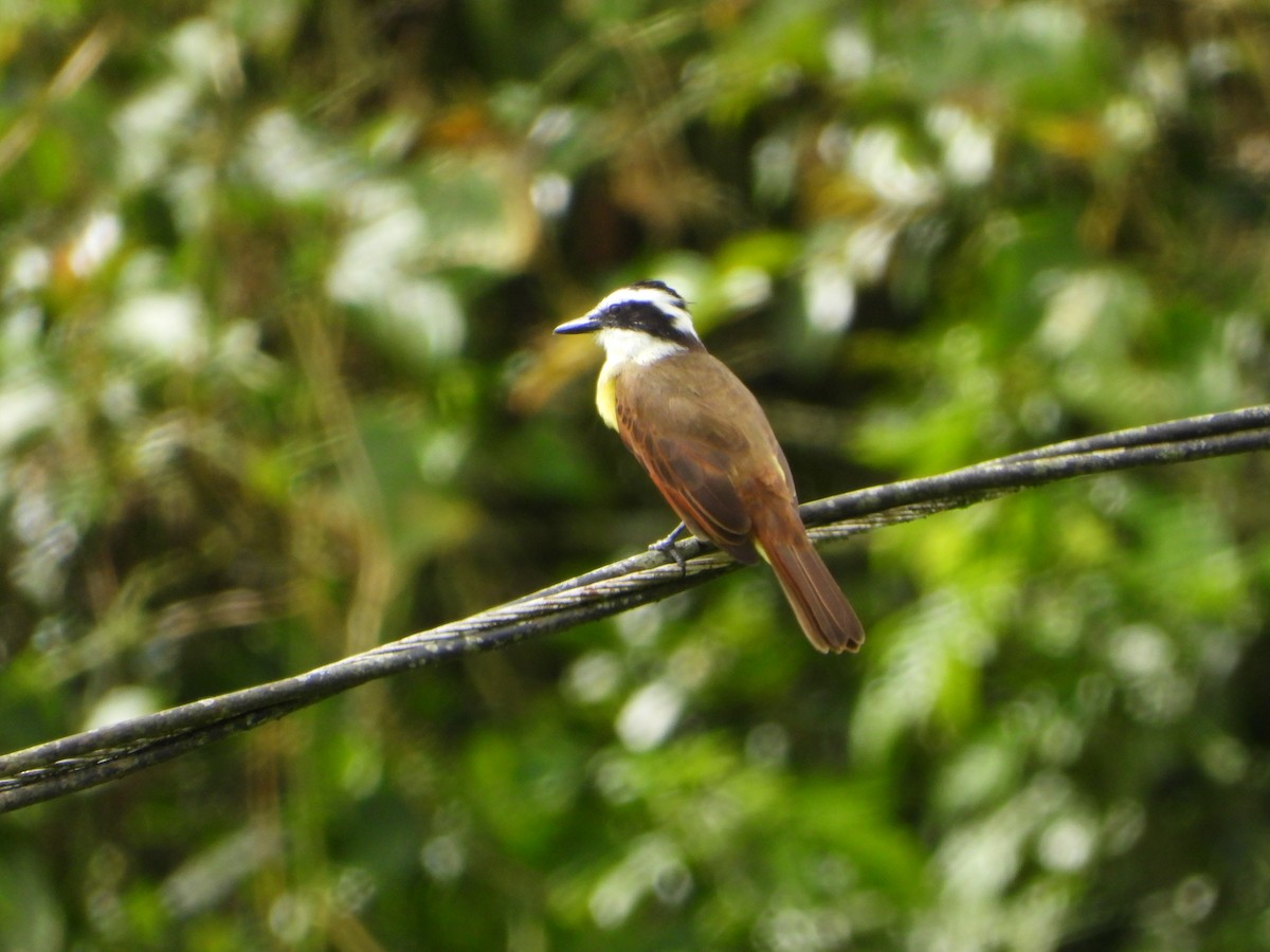 Great Kiskadee - ML643797863