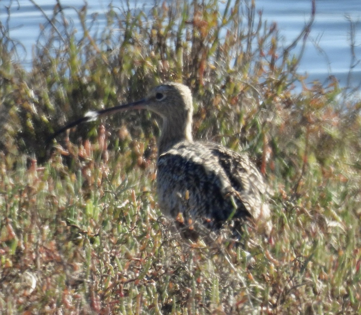 Long-billed Curlew - ML643797867