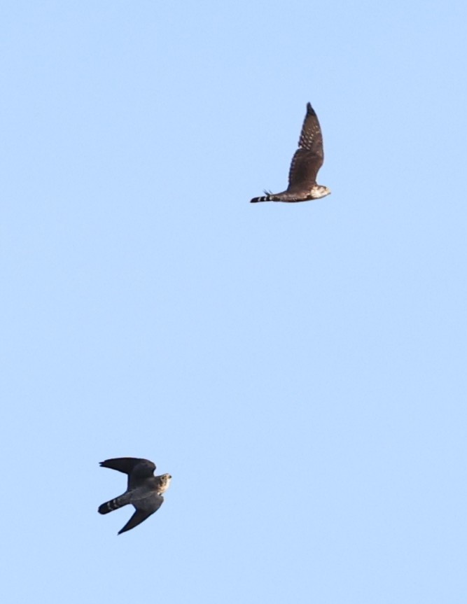灰背隼 - ML643797868