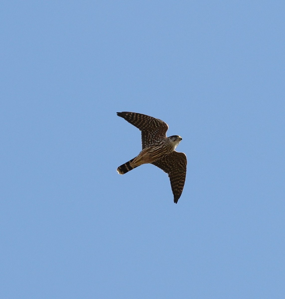 灰背隼 - ML643797873