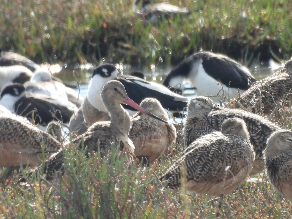Marbled Godwit - ML643797874