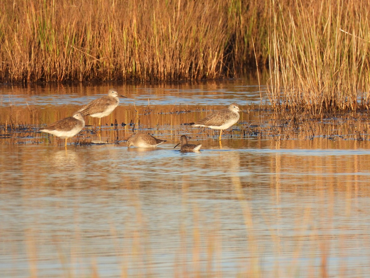 Long-billed Dowitcher - ML643797881