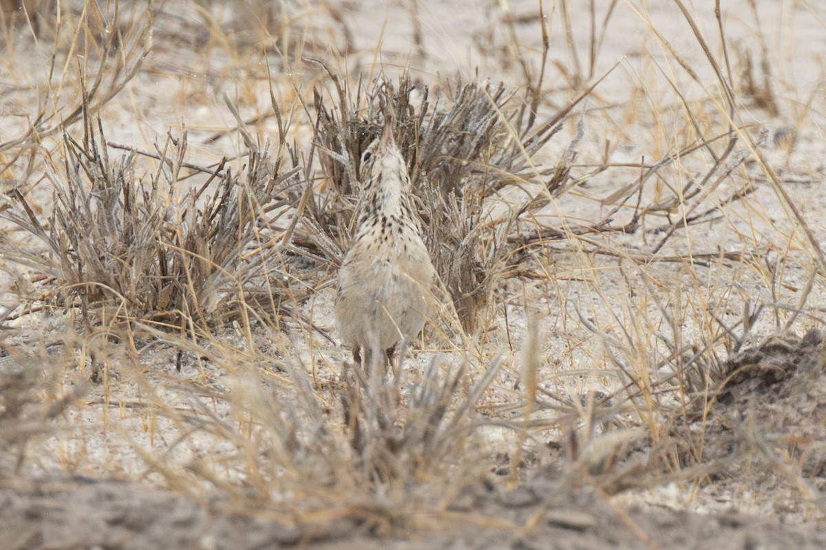 African Pipit - ML643797892