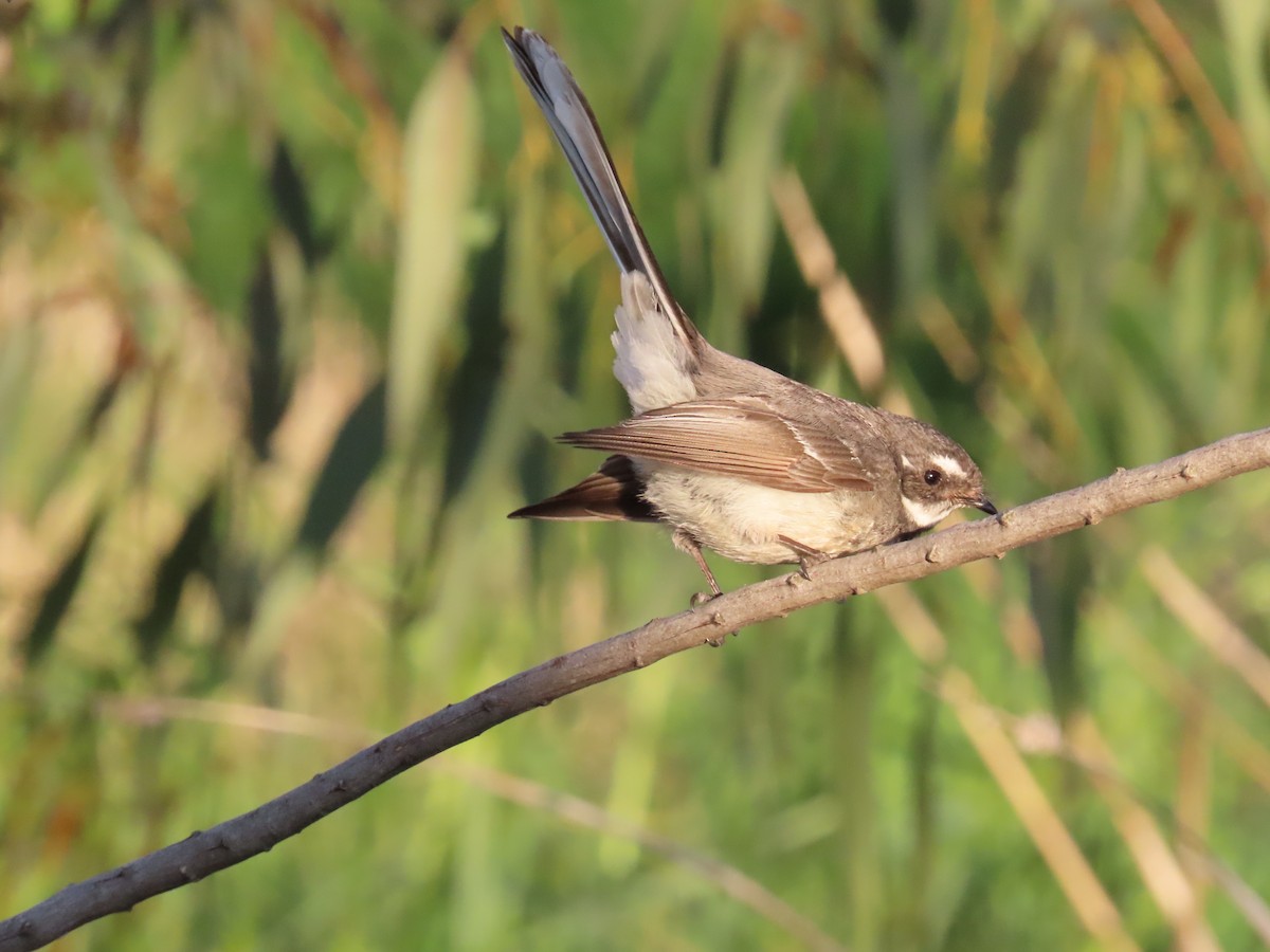 Gray Fantail - ML643797895