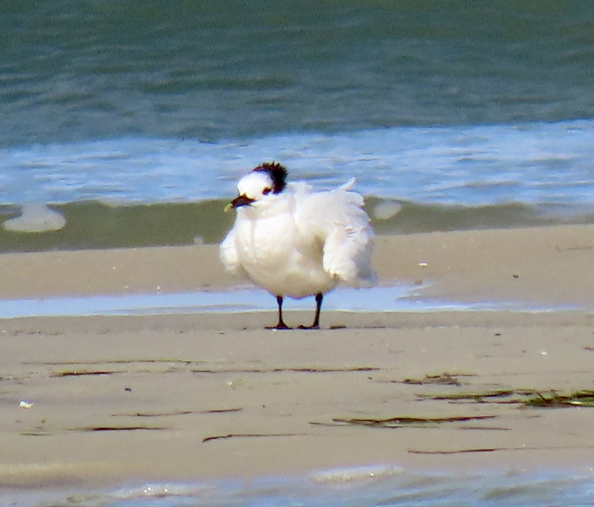 Sandwich Tern - ML643797898