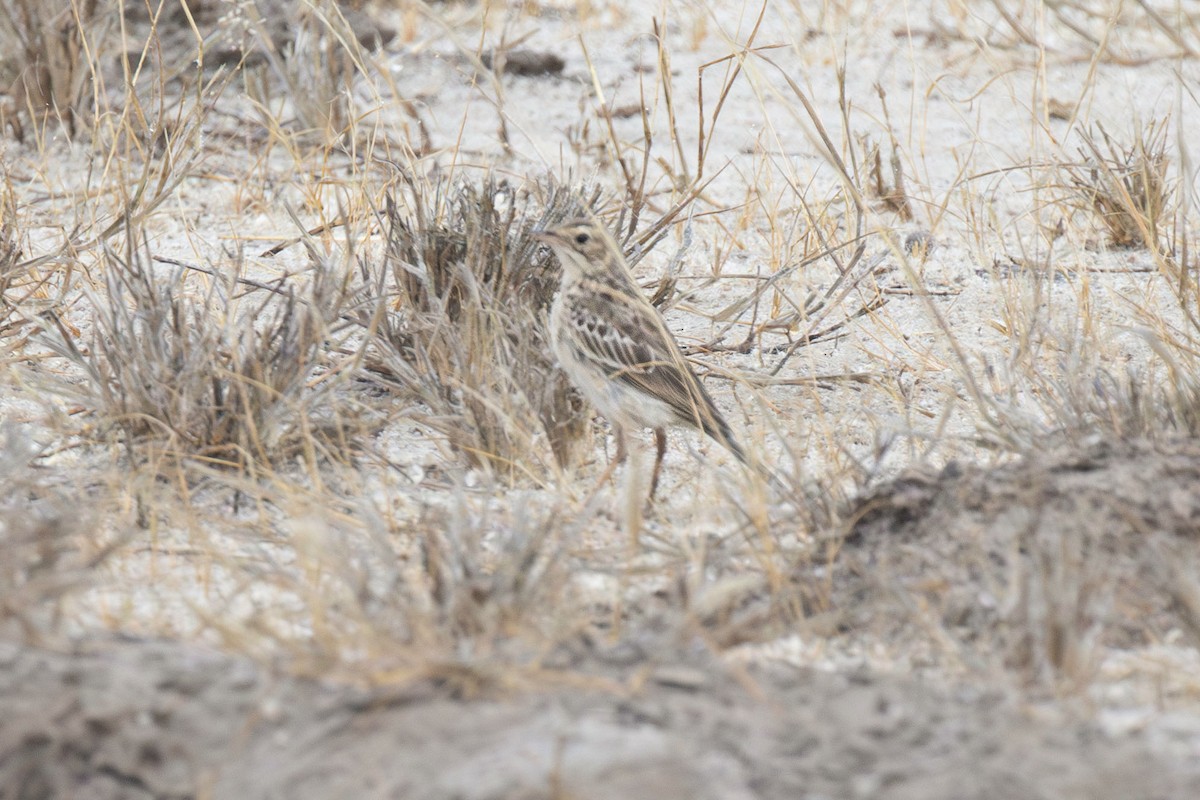 African Pipit - ML643797915