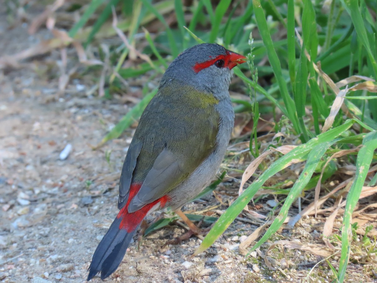 Red-browed Firetail - ML643797930