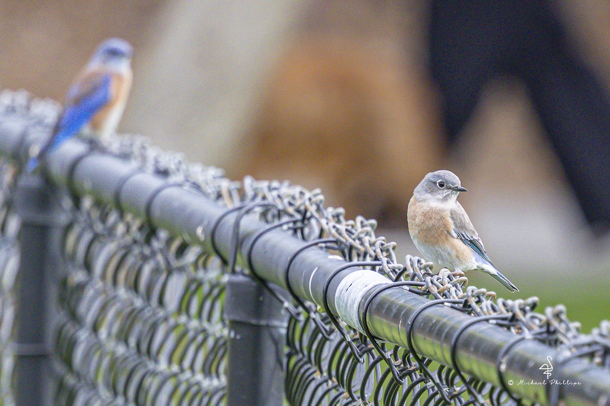 Western Bluebird - ML643797980