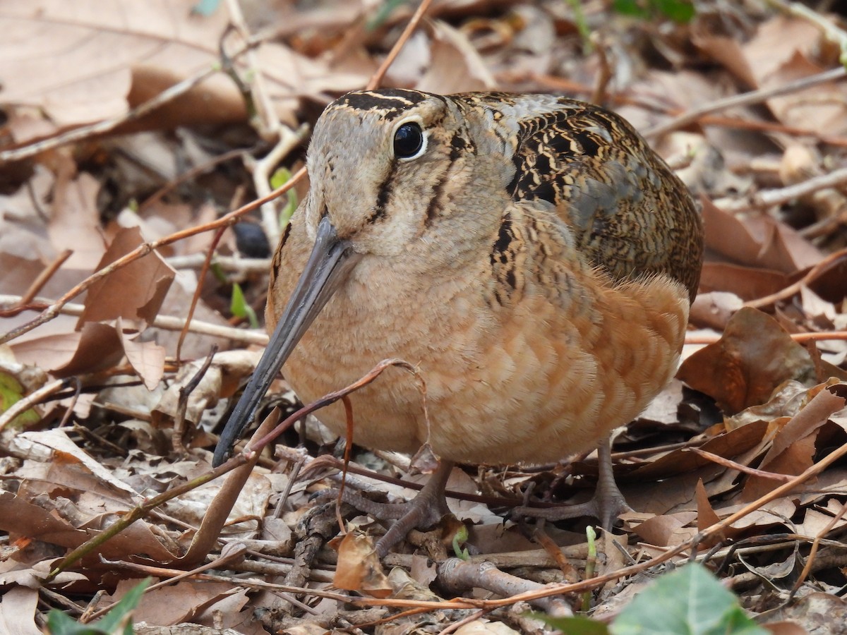 American Woodcock - ML643797993