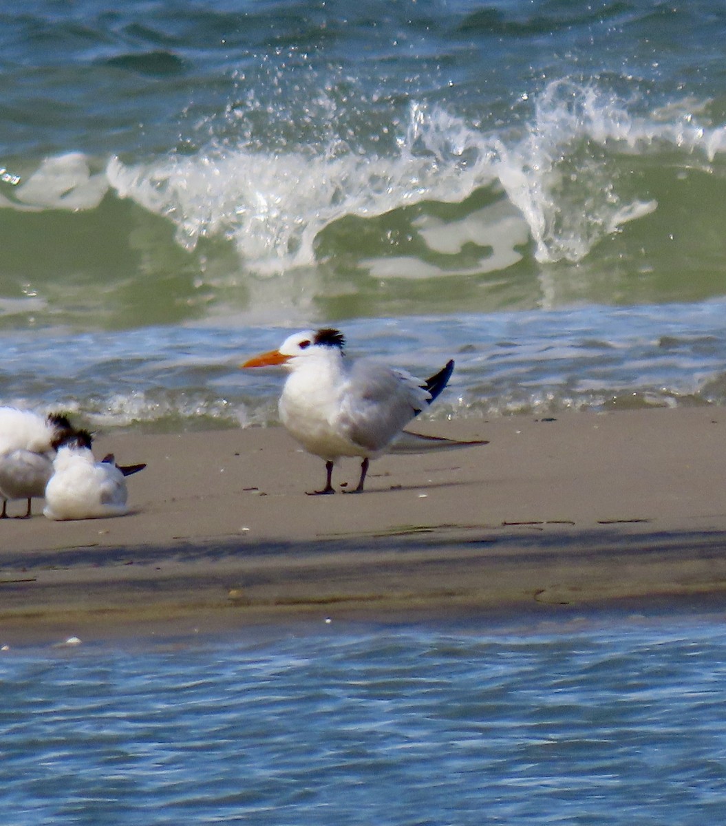 Royal Tern - ML643797994