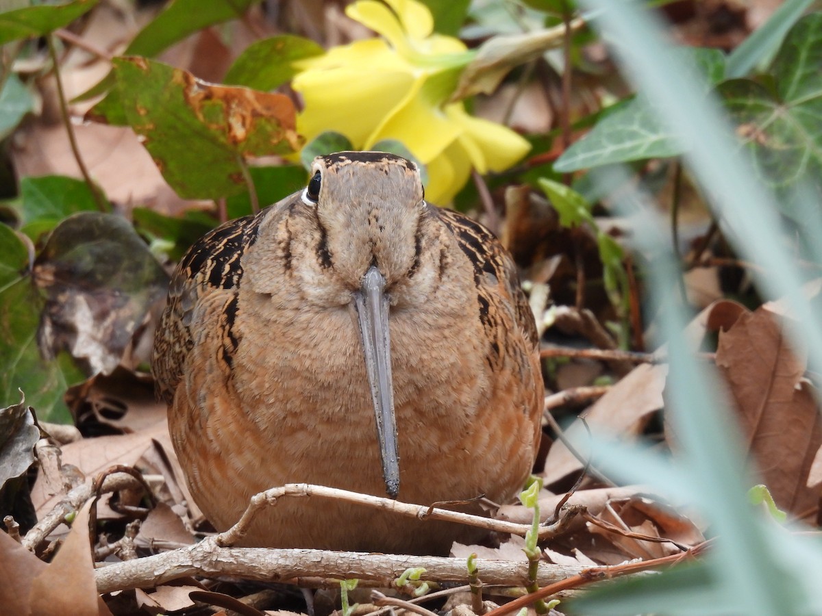American Woodcock - ML643797995