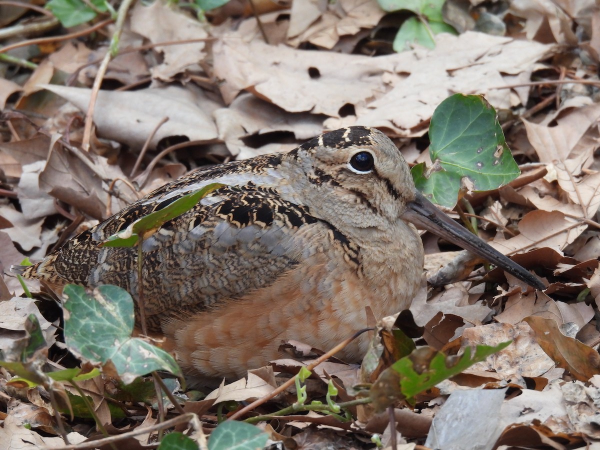 American Woodcock - ML643797997
