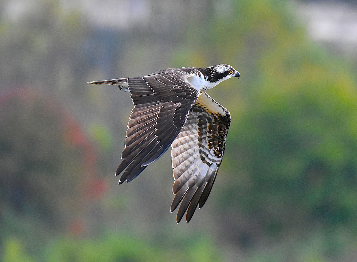 Balbuzard pêcheur - ML643798000