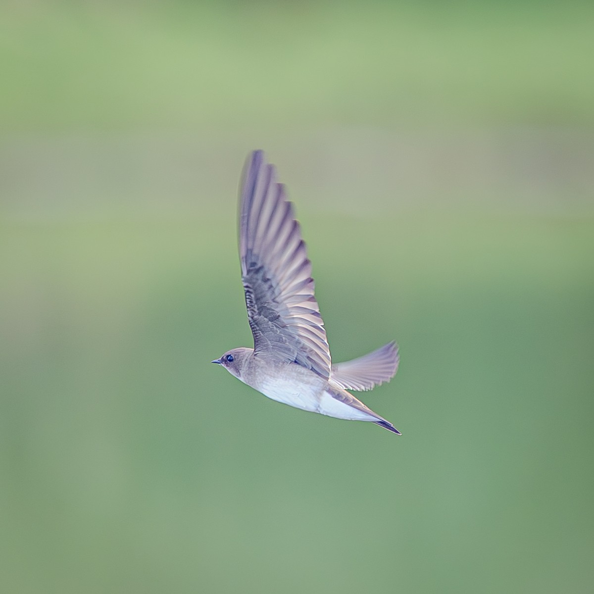 Northern Rough-winged Swallow - ML643798003