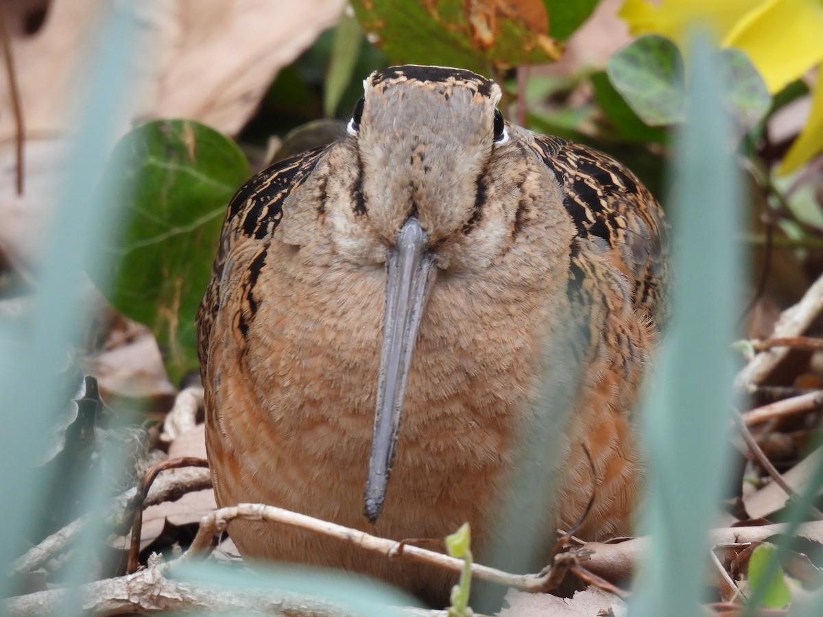 American Woodcock - ML643798004